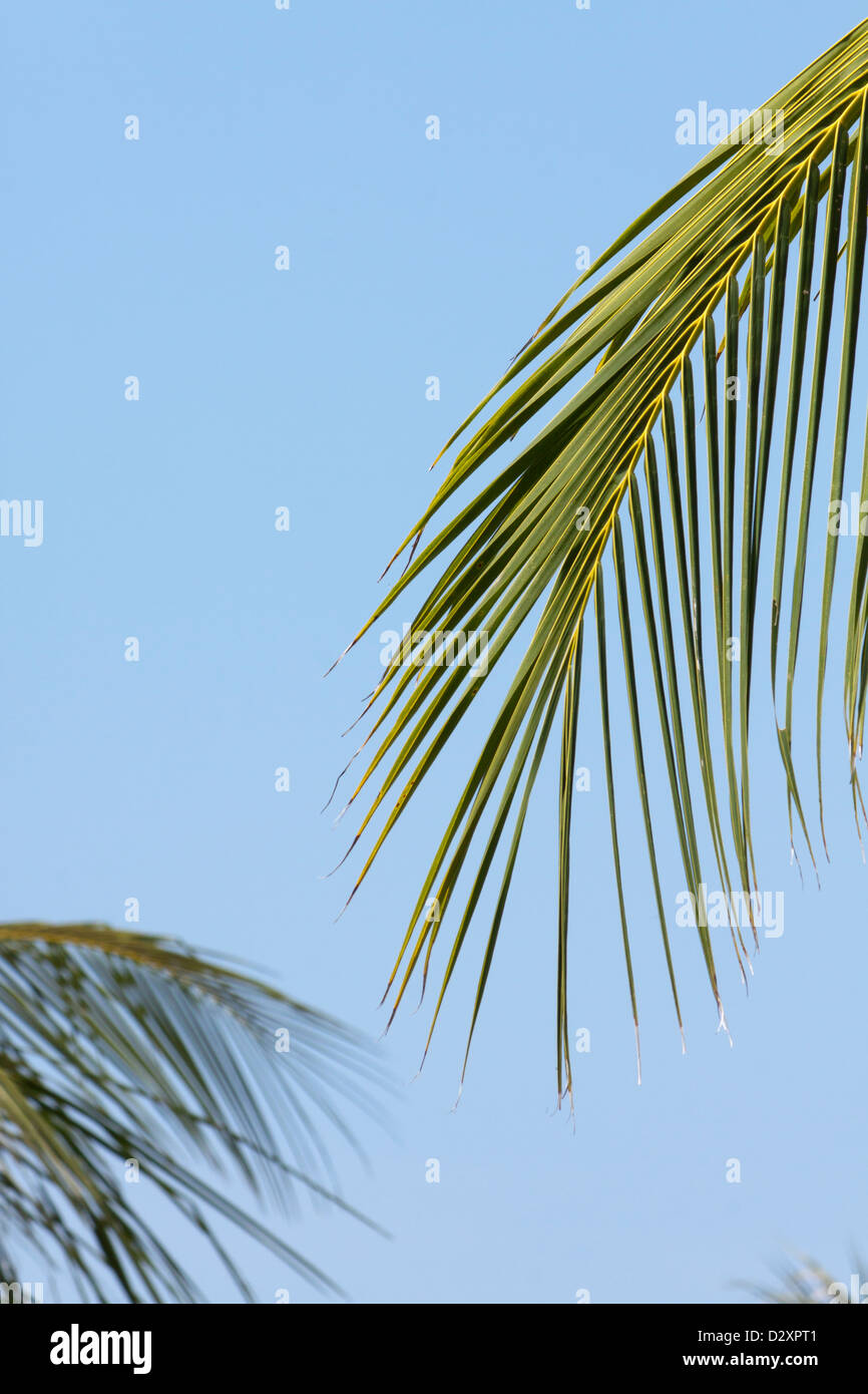 Isolierte palm Äste vor blauem Himmel Hintergrund Stockfoto