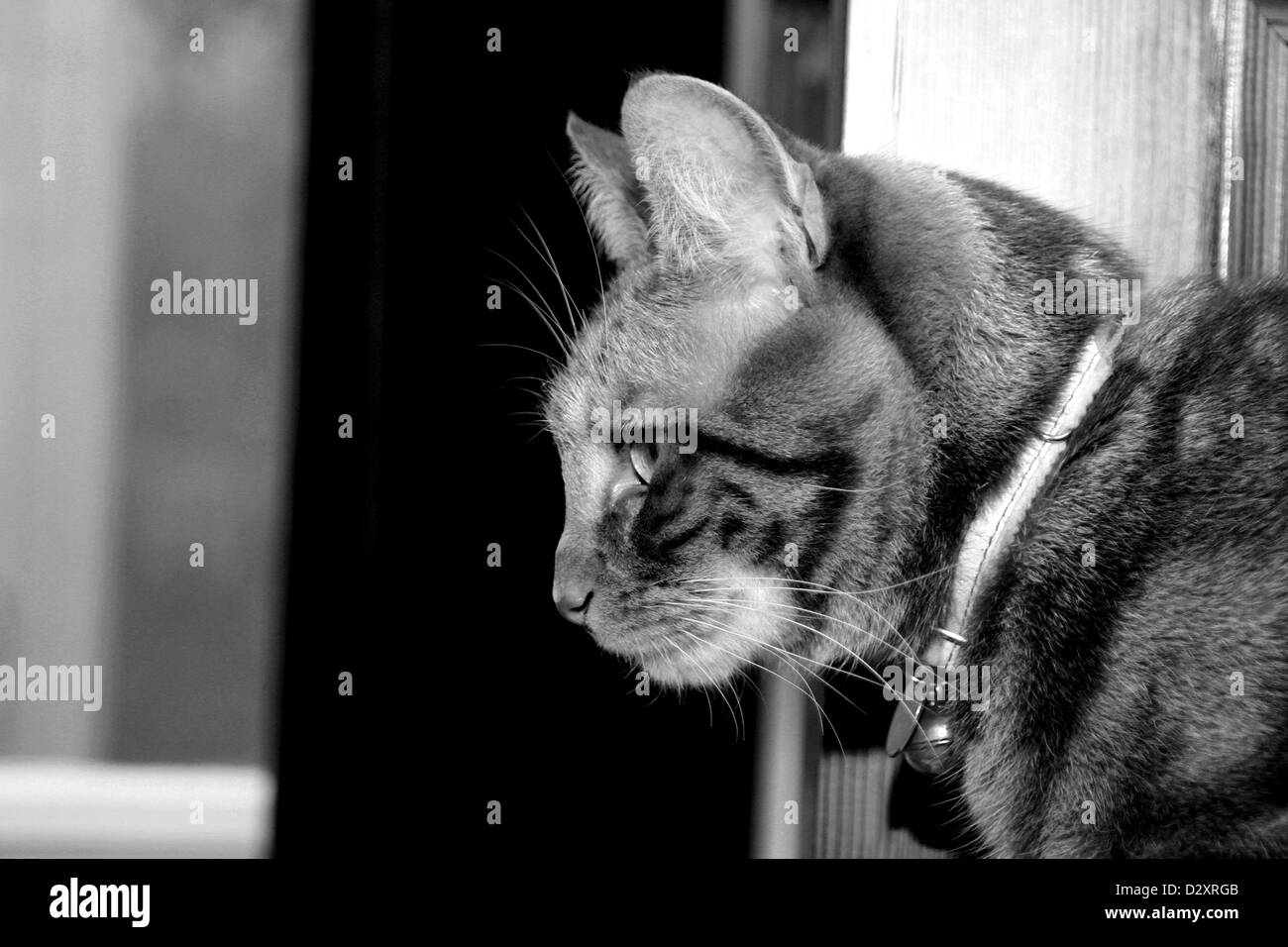 schwarz / weiß Foto von Ingwer Katze Profil Stockfoto