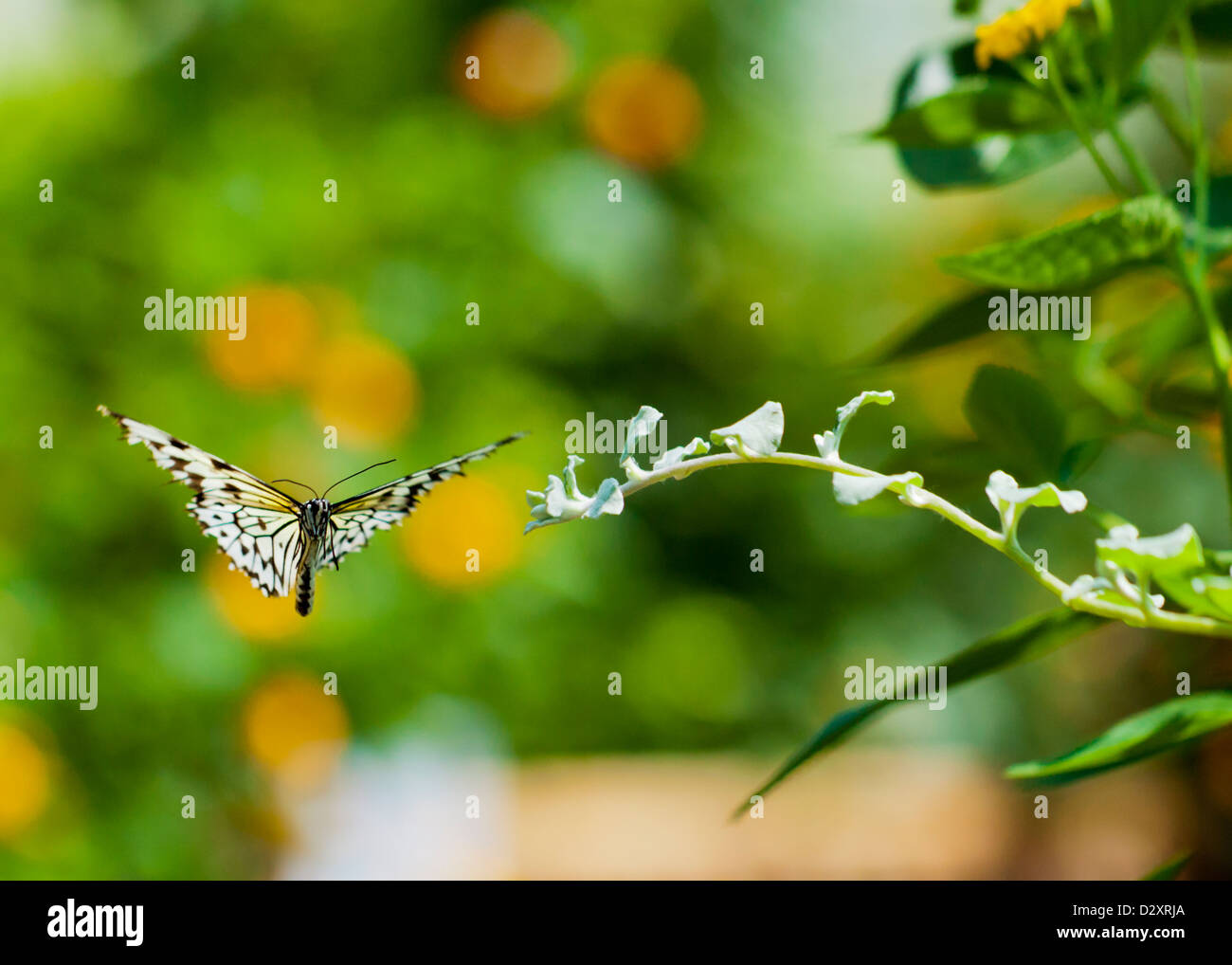 Der Baum Nymphe Schmetterling im Flug gefangen Stockfoto