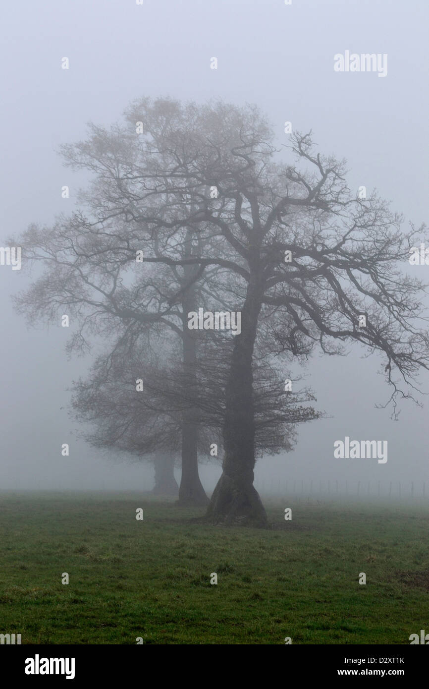 Eichen (Quercus sp) im Nebel des Bocage des Nordens Mayenne, im Winter (Dezember). Departement Mayenne, Pays de la Loire, Frankreich, Europa. Stockfoto