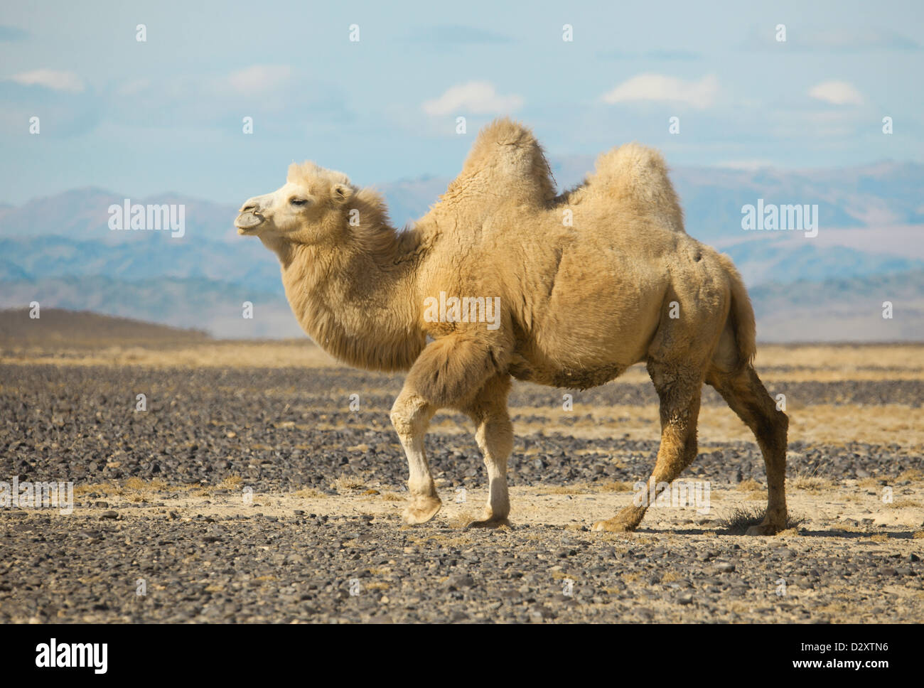 Baktrischen Kamel in den Steppen der Mongolei. True, um Verkehr ein Nomade Stockfoto