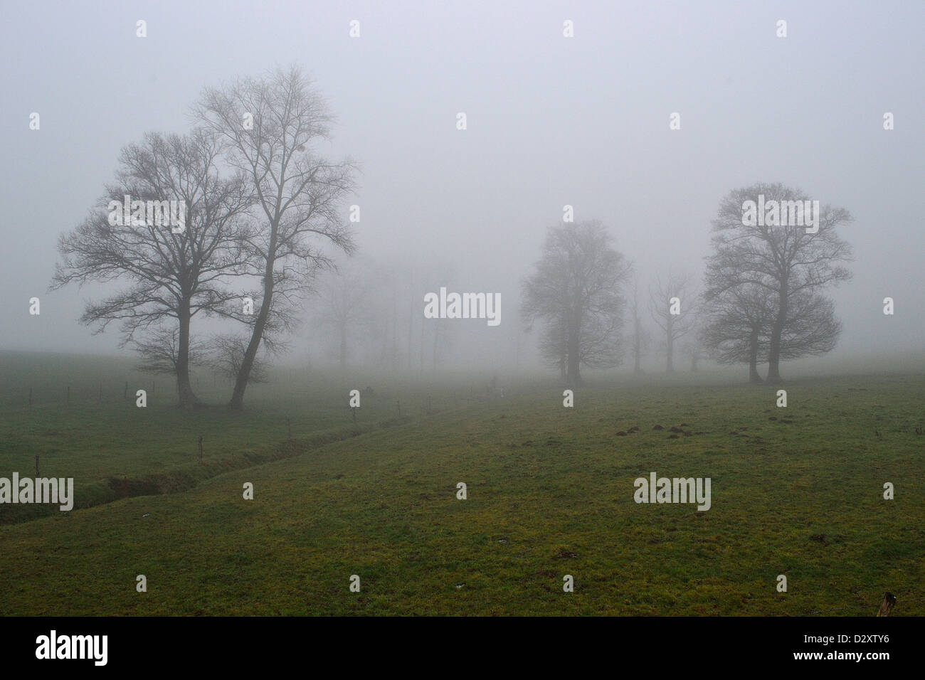 Eichen (Quercus sp) im Nebel des Bocage des Nordens Mayenne, im Winter (Dezember). (Mayenne, Pays de la Loire, Frankreich, Europa Stockfoto