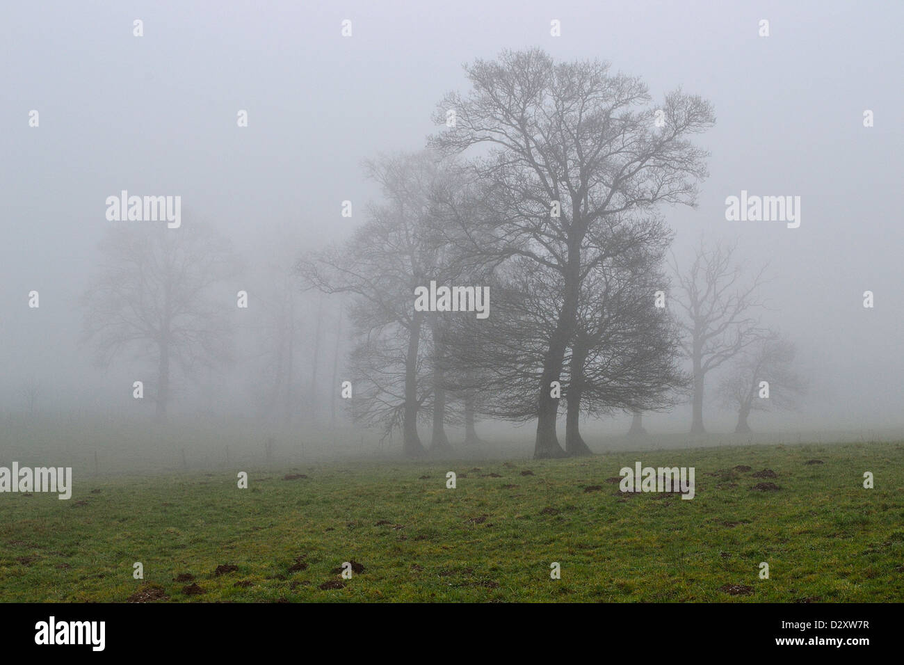 Eichen (Quercus sp) im Nebel des Bocage des Nordens Mayenne, im Winter (Mayenne, Pays de la Loire, Frankreich, Europa). Stockfoto