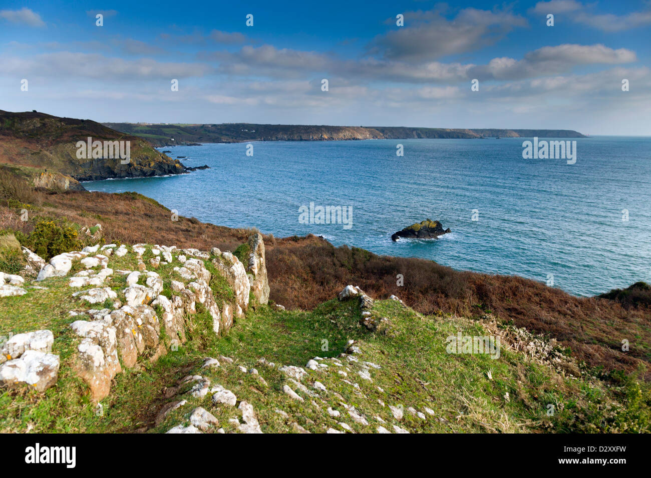 Schwarzer Kopf; von in der Nähe von Carleon Bucht; Eidechse; Cornwall; UK Stockfoto