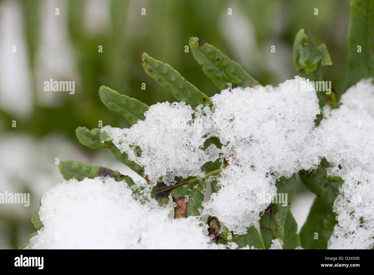 Gemeinsamen Maisöl; Polypodium Vulgare; Winter; UK Stockfoto