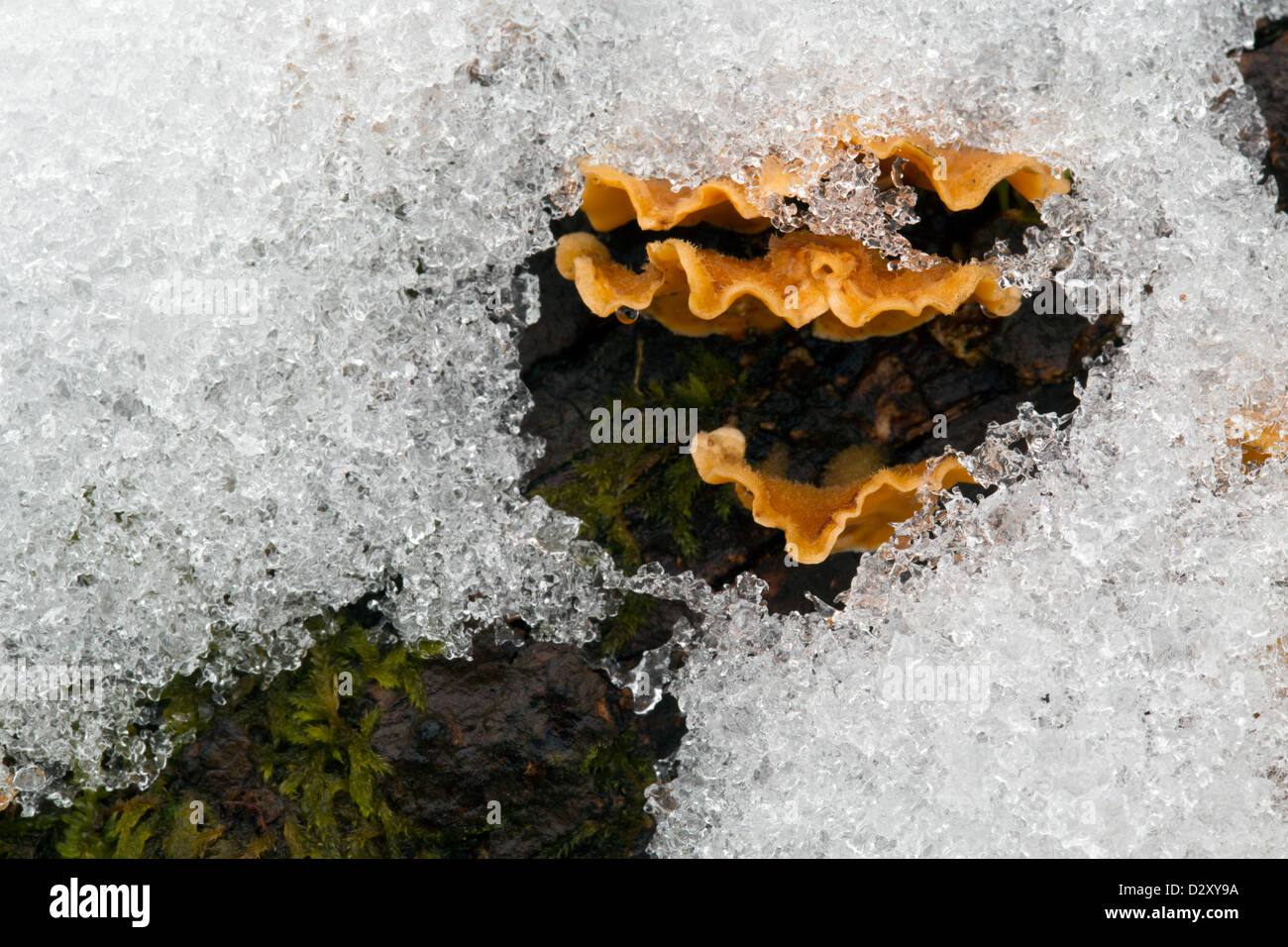 Halterung Pilz im Schnee; Devon; UK Stockfoto