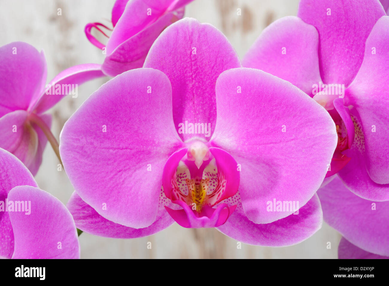 Detail der rosa Orchidee Blume Stockfoto