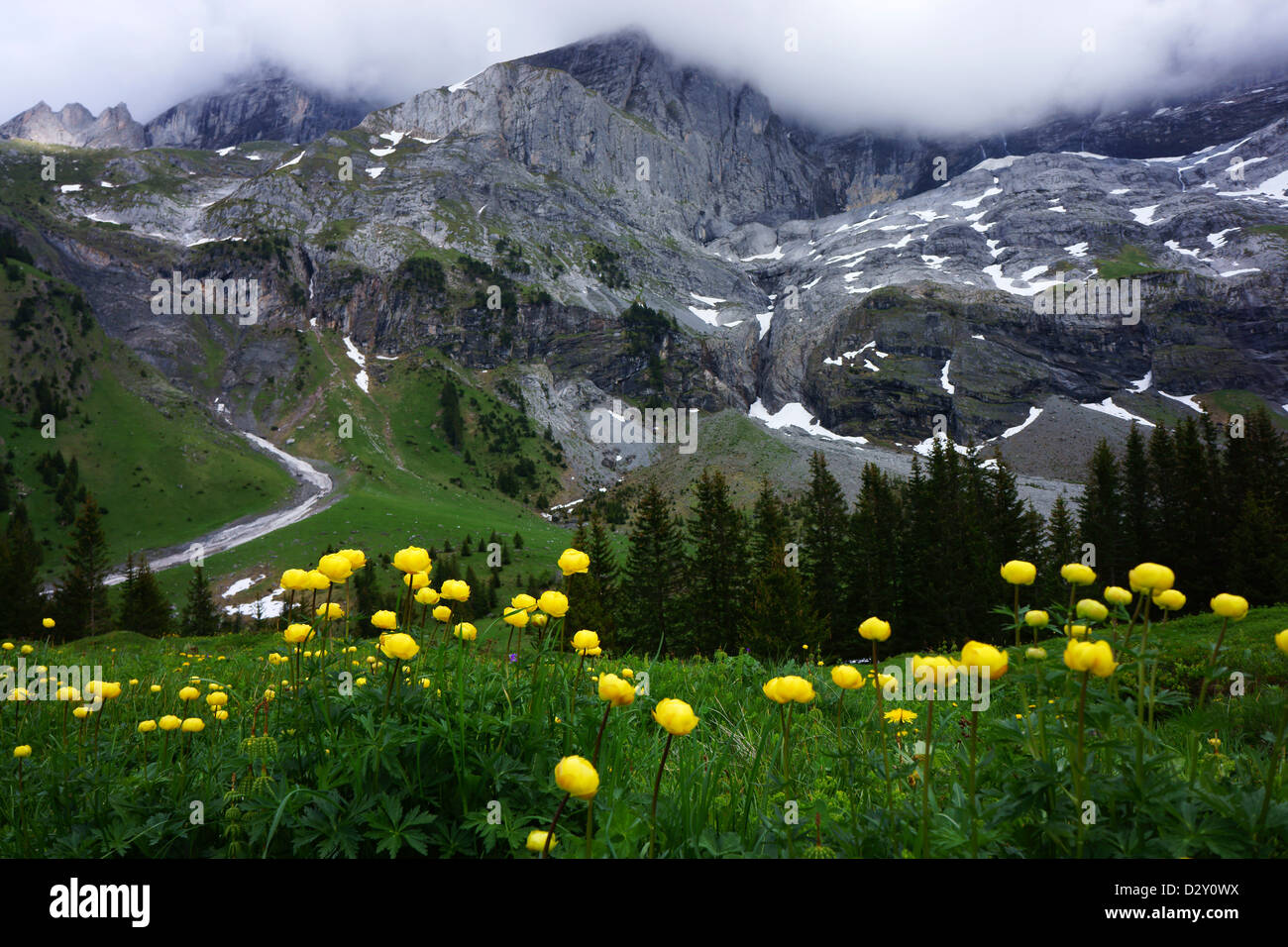 Wildblumen (Trollis Europaeus Butterblume) mit Mt. Wellhorns, Schwarzwaldalp Rosenlaui, Berner Alpen, Schweiz Stockfoto