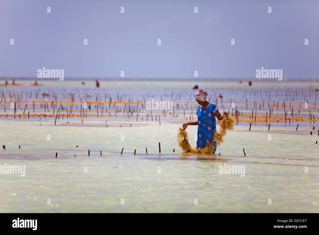 Frau bei Ebbe ernten Algen, Matemwe, Zanzibar, Tansania Stockfoto