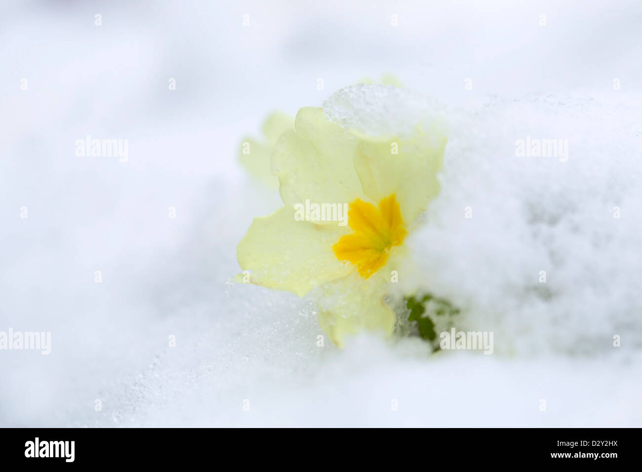 Primel; Primula Vulgaris; Schnee; Winter; UK Stockfoto