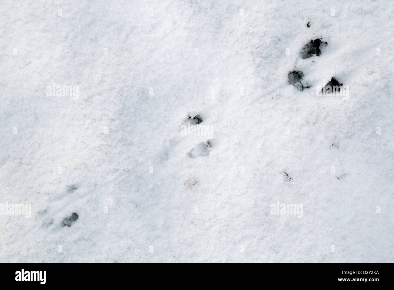 Tierspuren im Schnee; Möglicherweise Ratte; UK Stockfoto