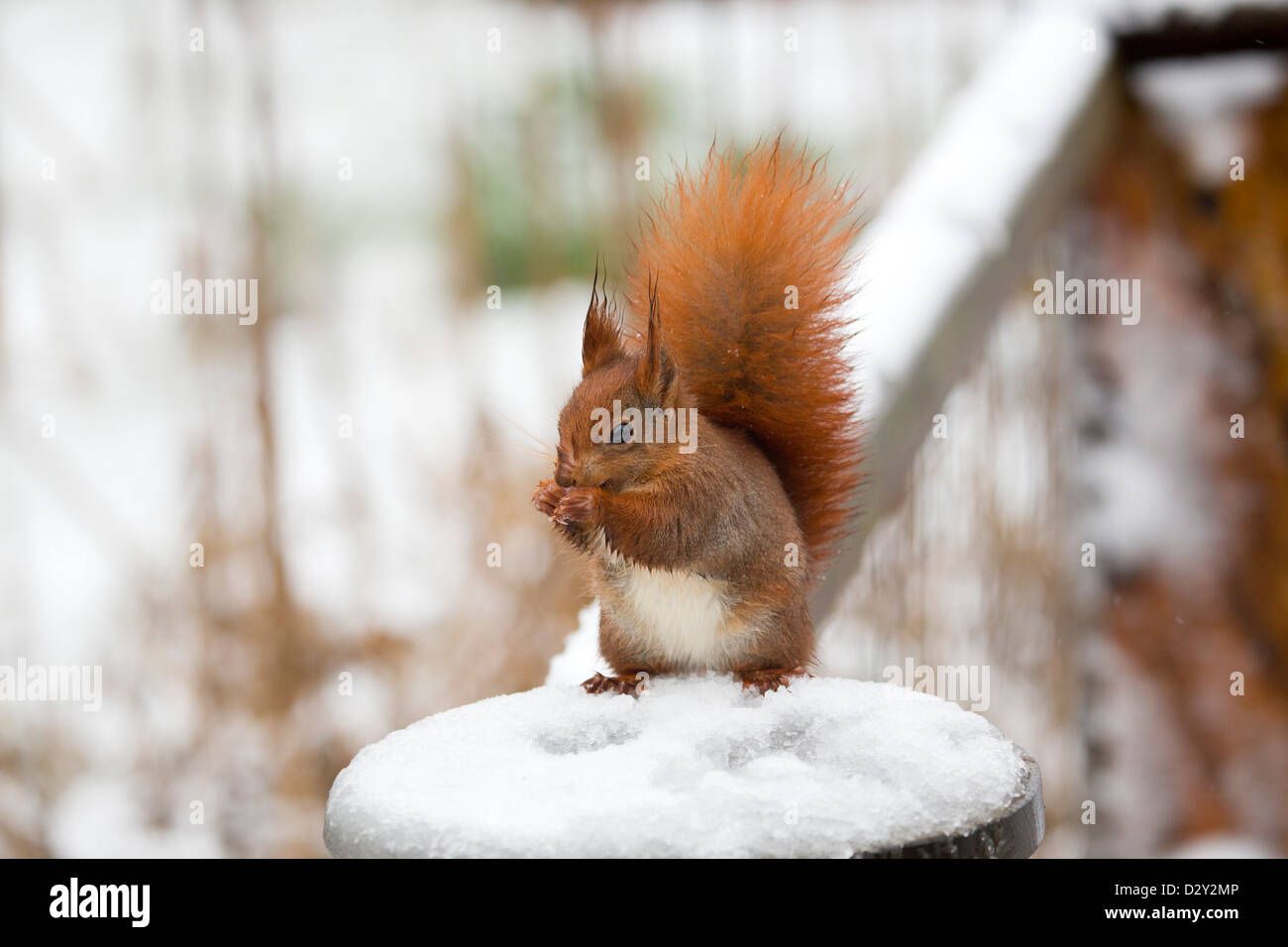 Eichhörnchen; Sciurus Vulgaris; Essen; im Schnee; UK Stockfoto