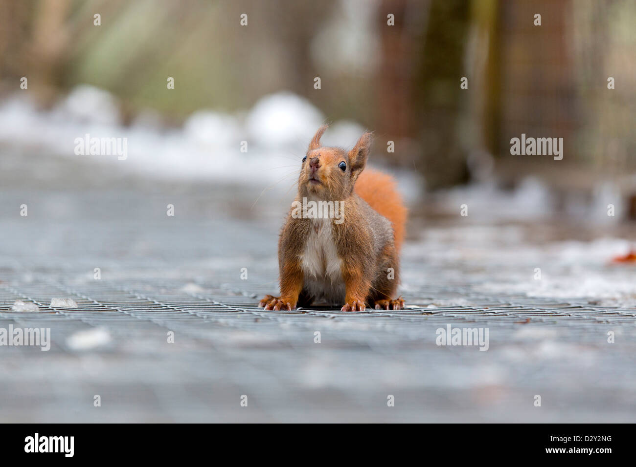 Eichhörnchen; Sciurus Vulgaris; auf Netz; UK Stockfoto