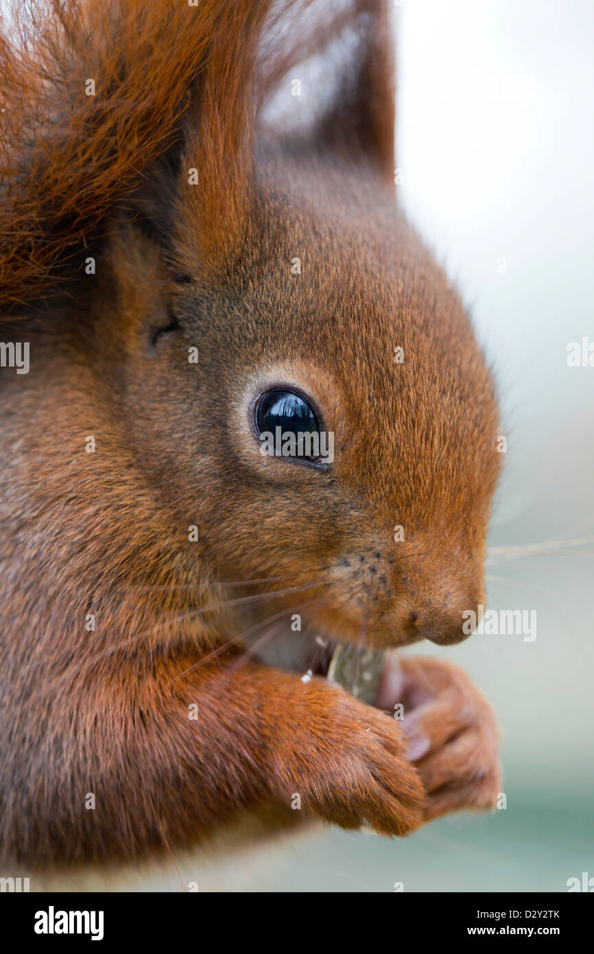 Eichhörnchen; Sciurus Vulgaris; Essen; UK Stockfoto