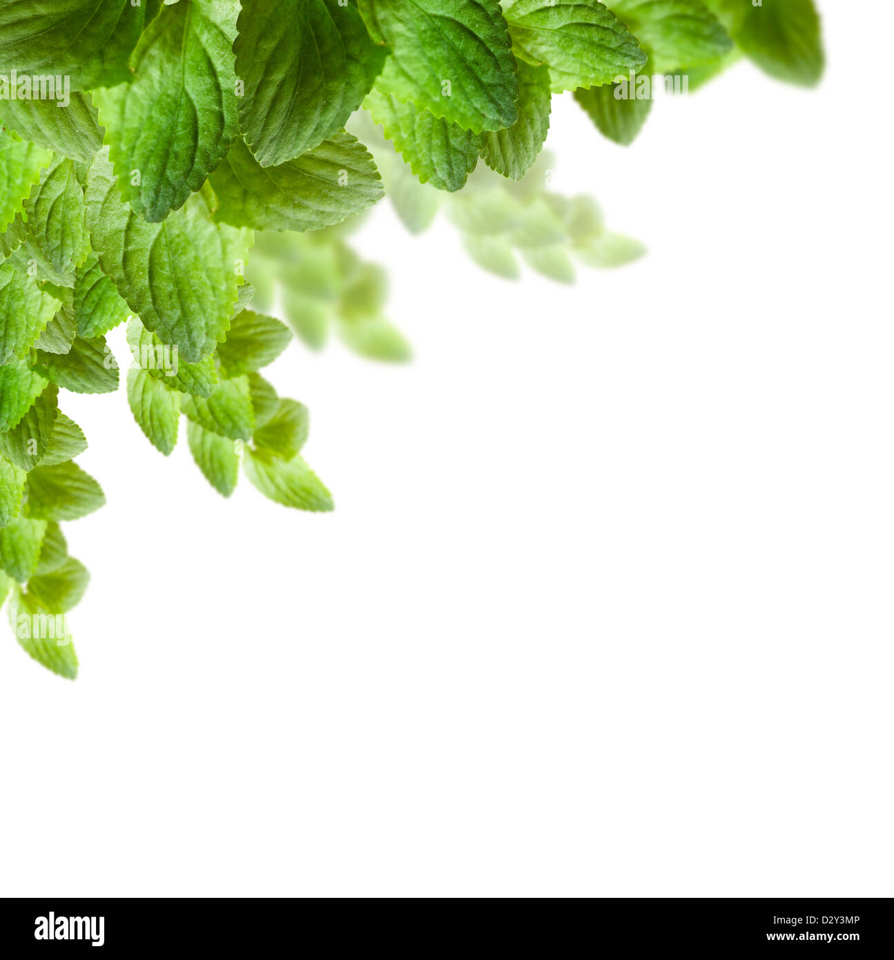 auf weißem Hintergrund der frischen Blätter im Frühjahr. isoliert Stockfoto