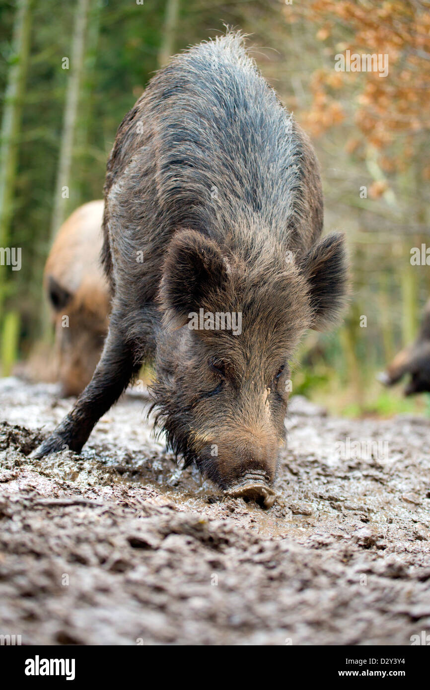 Wildschwein; Sus Scrofa; In Gefangenschaft; UK Stockfoto