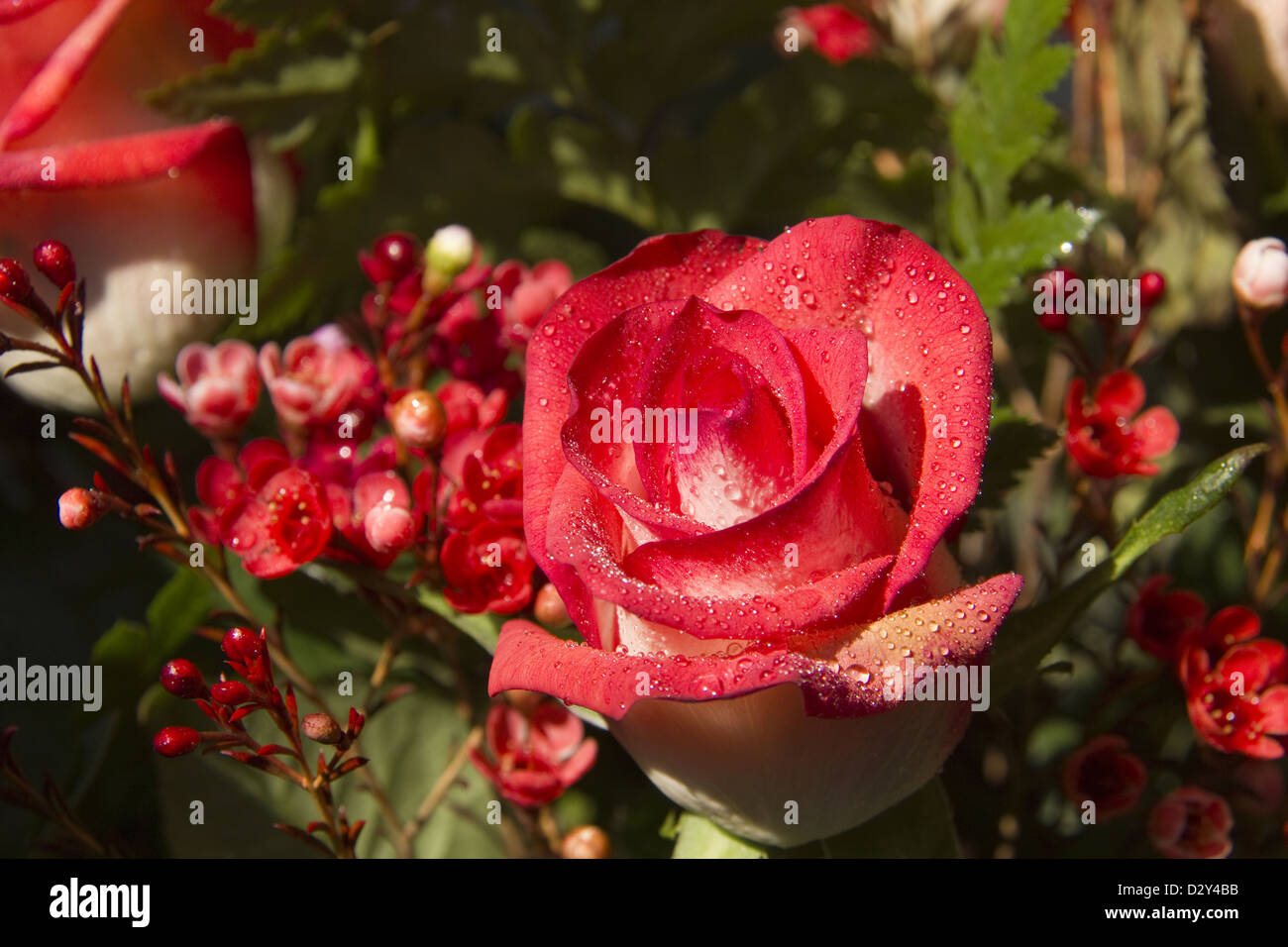 Schöne rote rose mit Wassertropfen Stockfoto