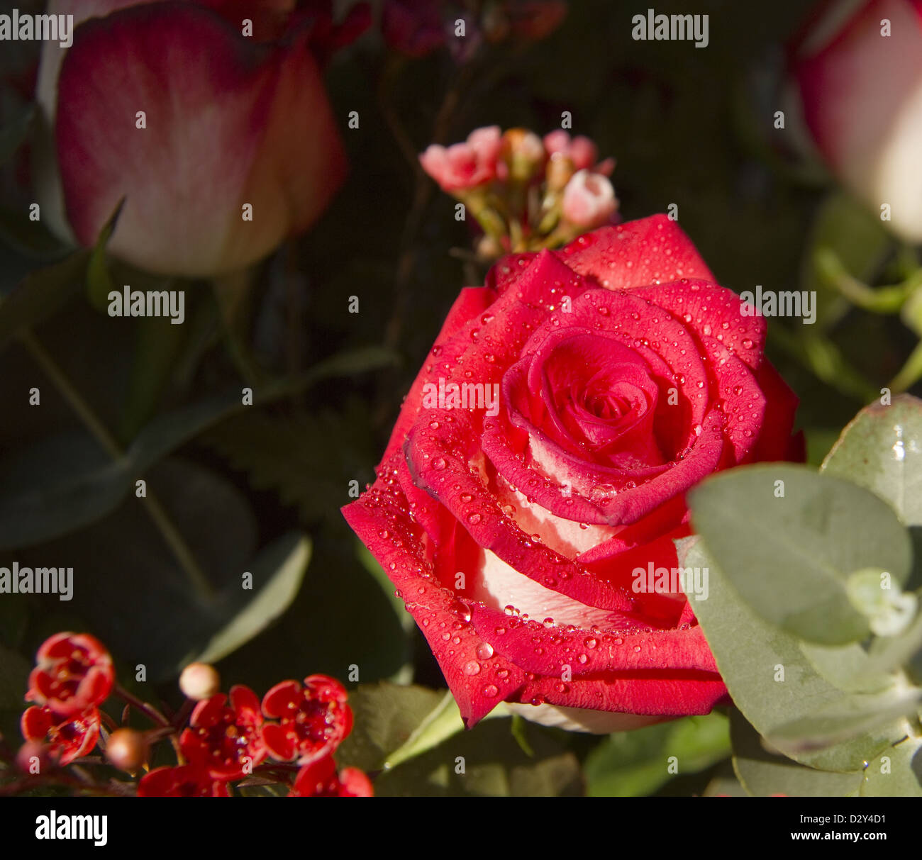 Schöne rote rose mit Wassertropfen Stockfoto