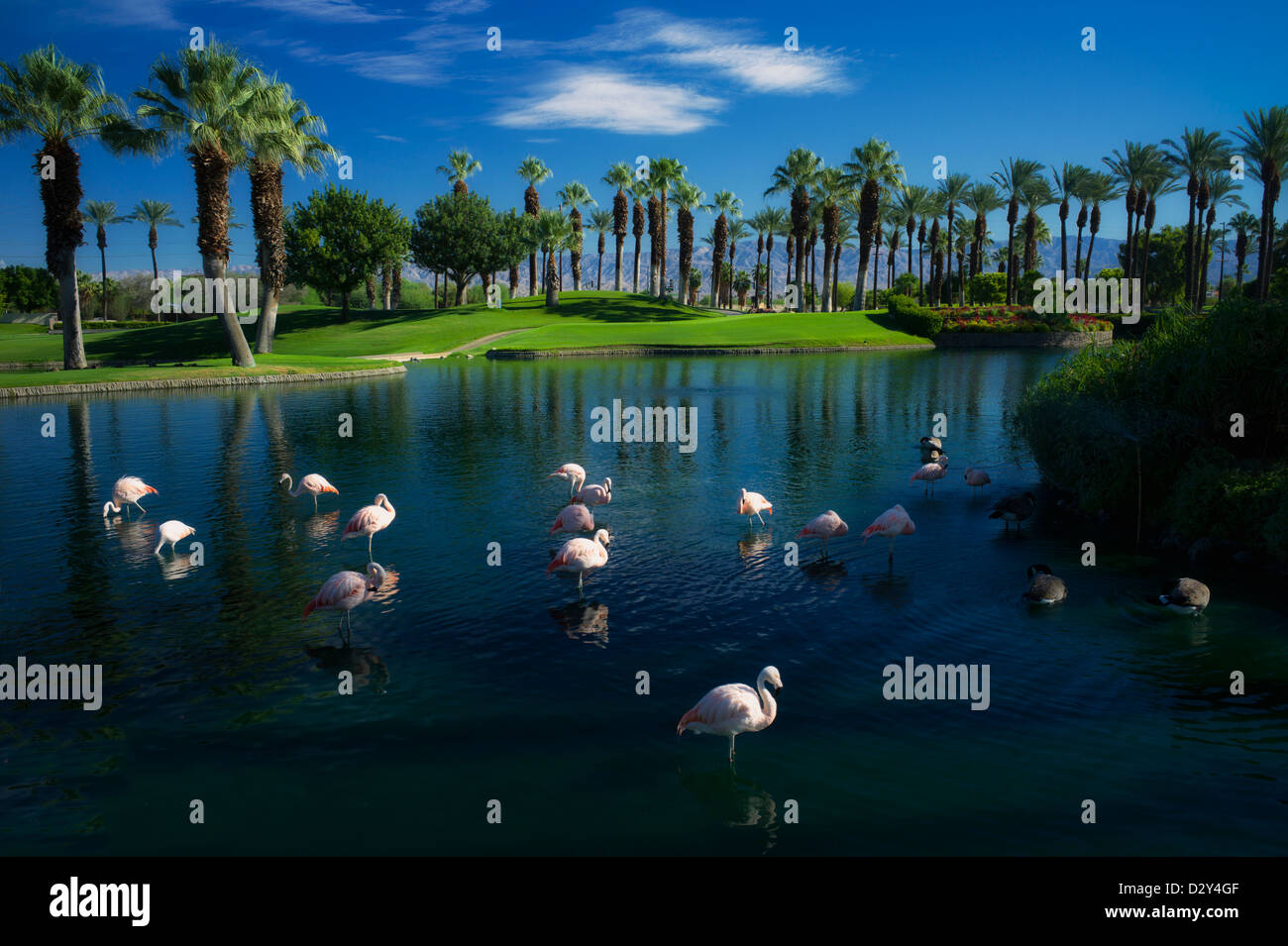Flamingos, die meist im Teich mit Sonnenaufgang im Marriot Hotel schlafen. Palm Desert, Kalifornien Stockfoto