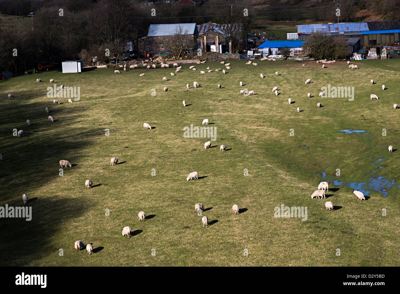 Schafe auf der Weide, Bauernhof in der Nähe von Tredegar, Blaenau Gwent, Wales, UK Stockfoto