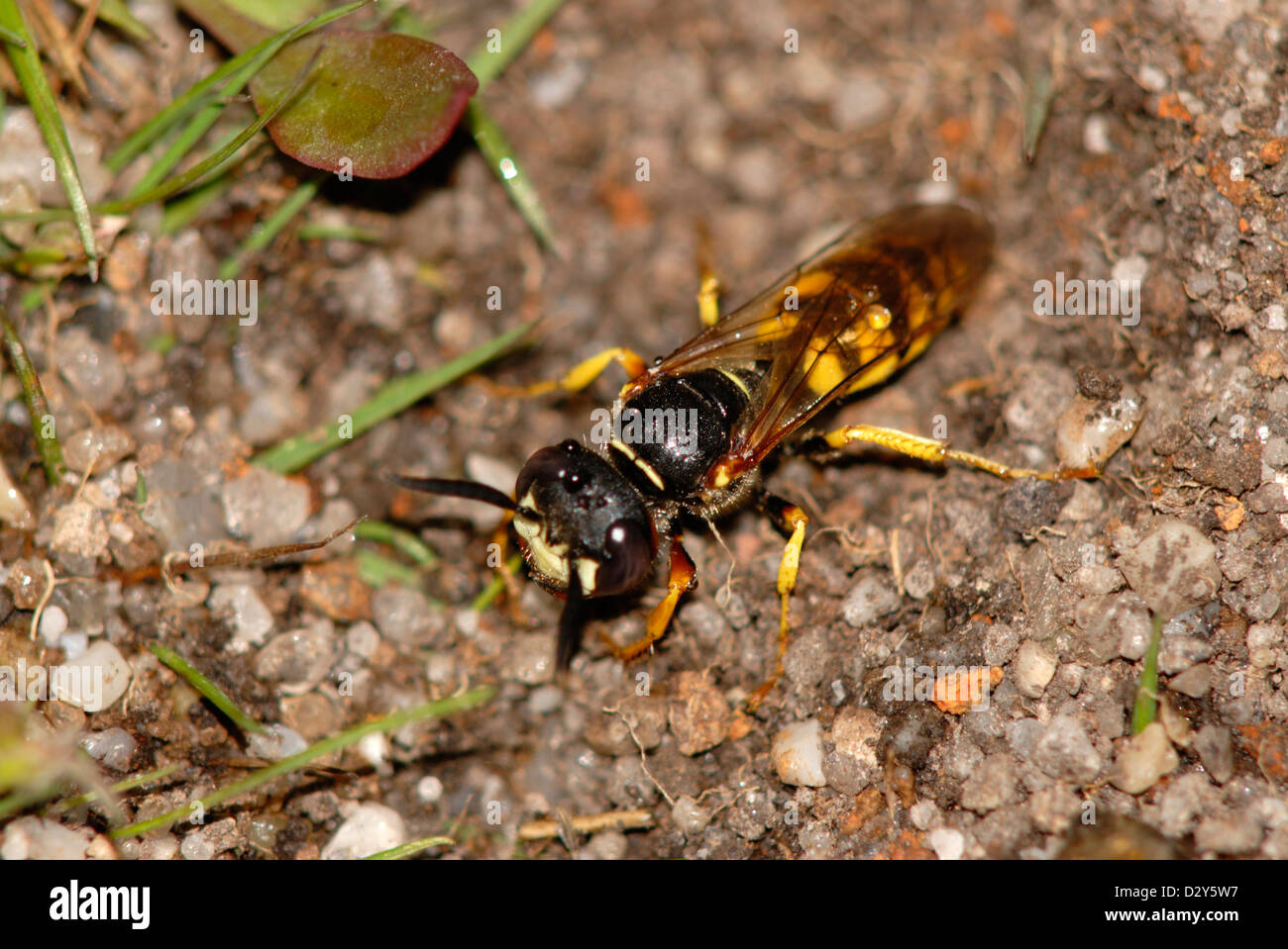 Biene-Killer Wespe auf Dorset Heide. Stockfoto