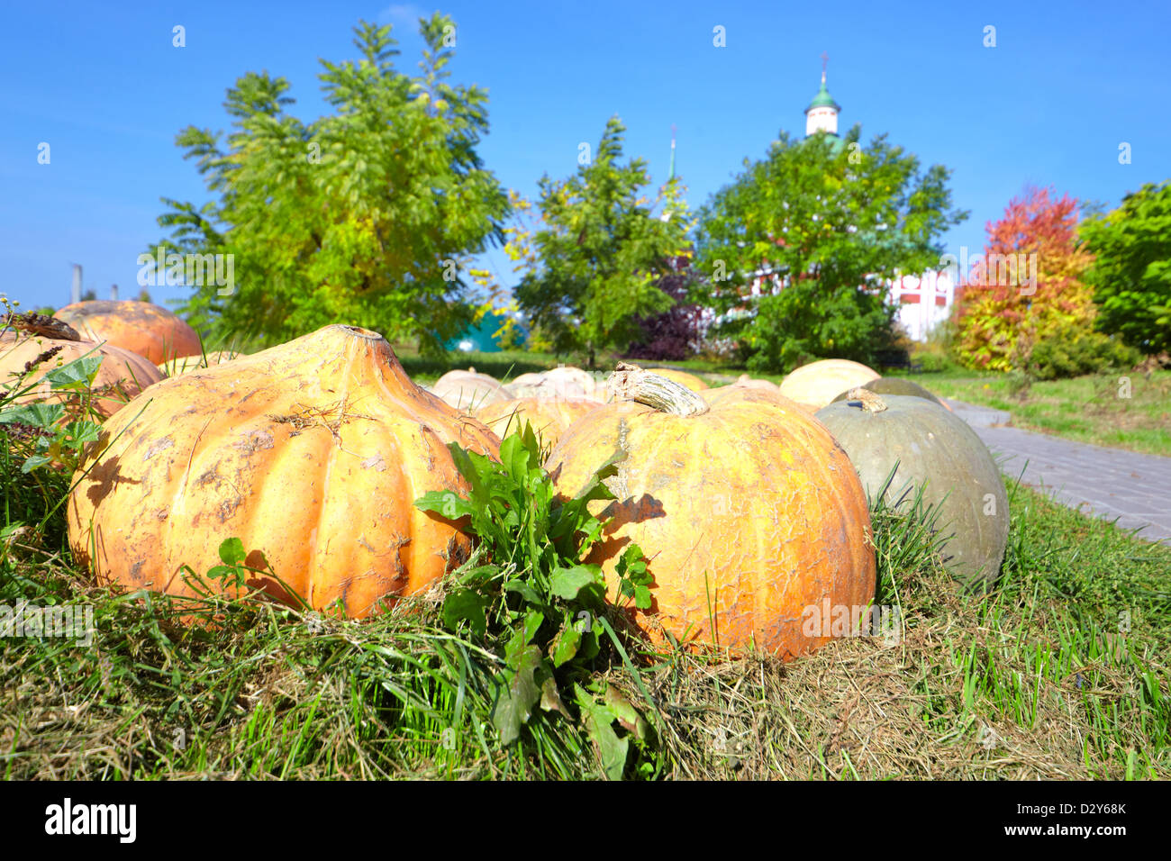 Orange Kürbis auf dem Rasen Stockfoto