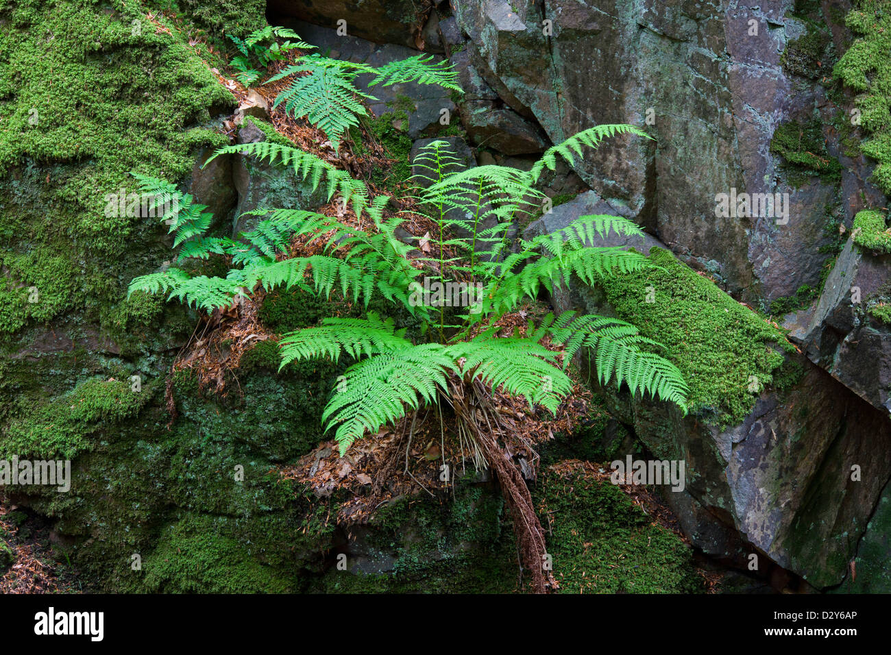 Gemeinsamen Wurmfarn (Dryopteris Filix-Mas) wachsen entlang der Felswand im Wald, Schweden Stockfoto