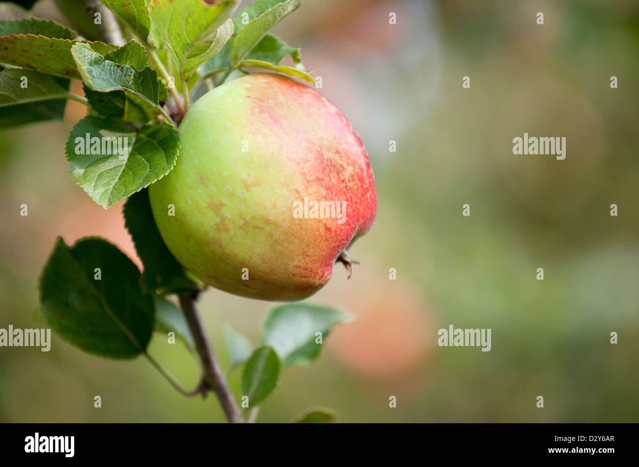 Apfel - Malus Domestica Bramley Sämling Stockfoto