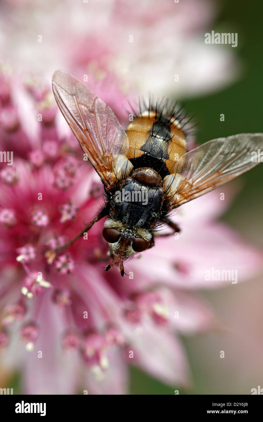 Tachinid Fliege an Astrantia Major 'Roma' Stockfoto