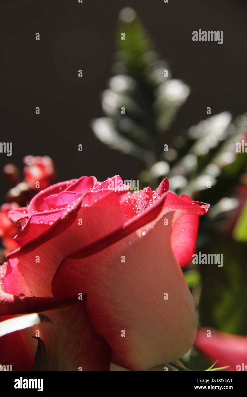 Schöne Erdbeeren und Creme rose Bud mit Wassertropfen Stockfoto