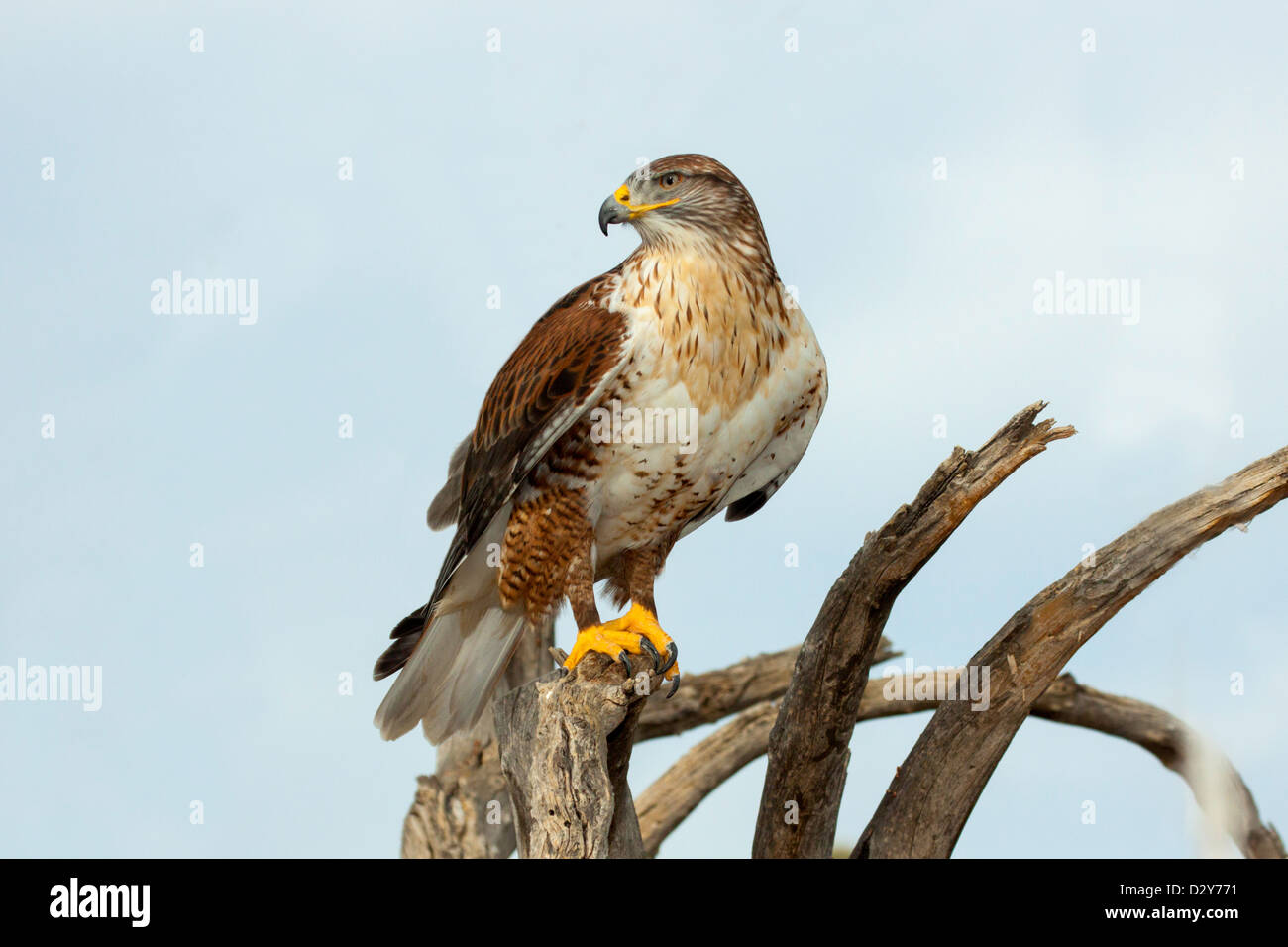 Eisenhaltiger Falke Buteo Regalis Arizona-Sonora Desert Museum, Tucson, Arizona, USA 23 Januar Erwachsene Gefangene Acciptridae Stockfoto