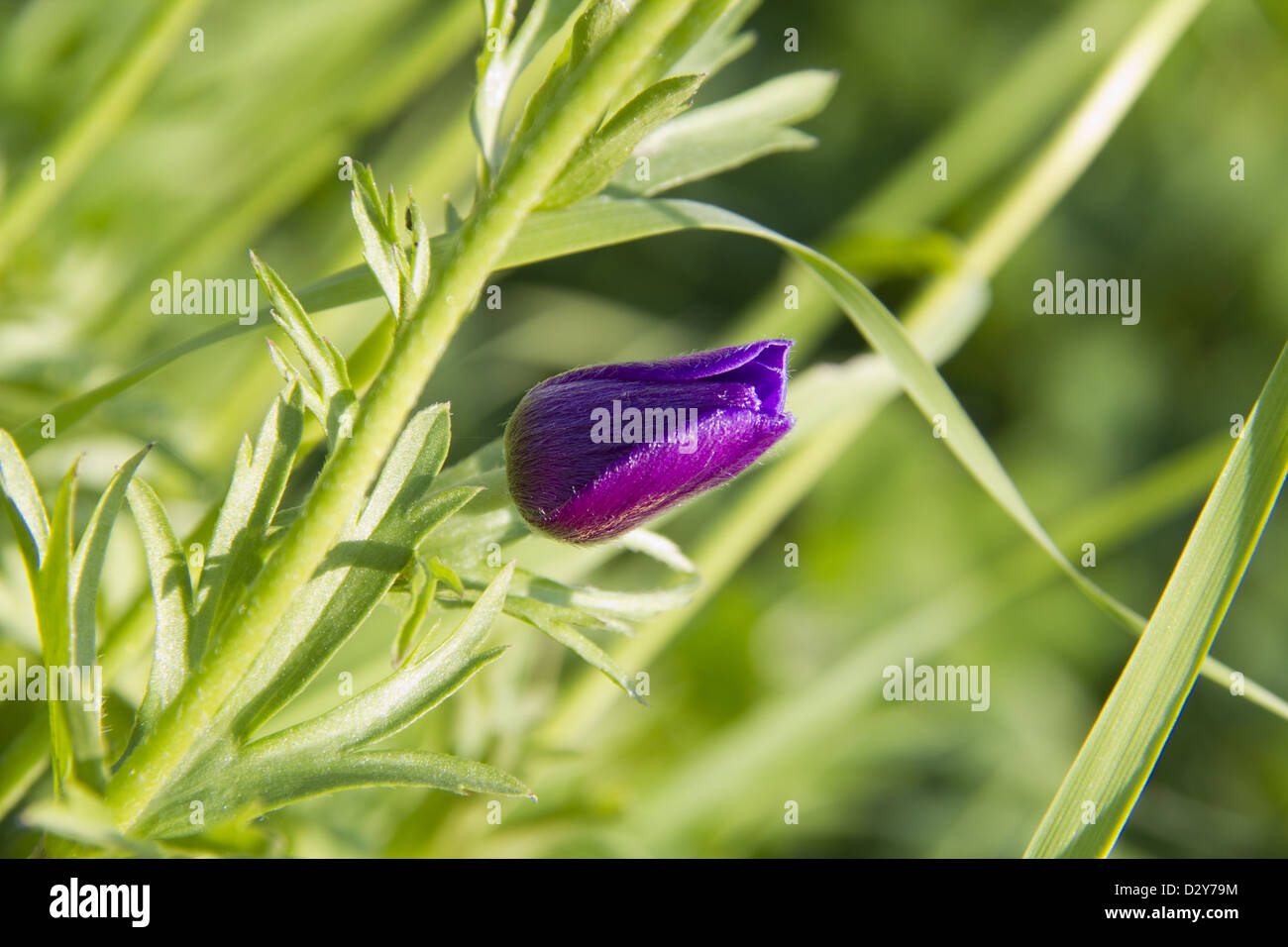 Wildpflanze violett Poppy Knospe im Feld Frühling Stockfoto