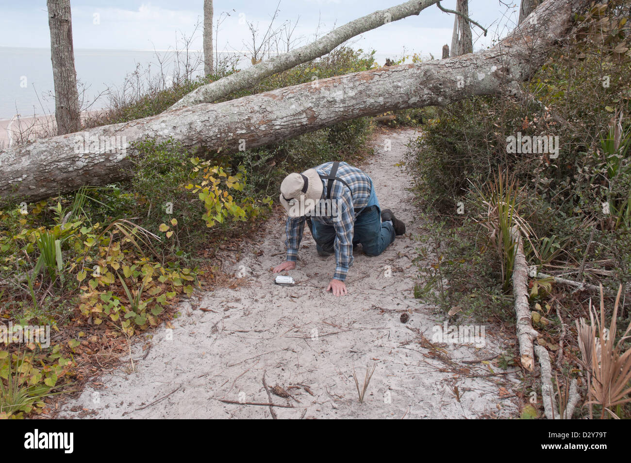 Big Talbot Island State Park an North Florida Atlantikküste. Stockfoto