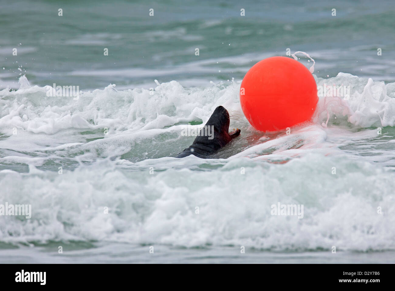 Graue Dichtung / grau Siegel (Halichoerus Grypus) spielen mit Boje im Surf Wellen entlang der Nordseeküste Stockfoto