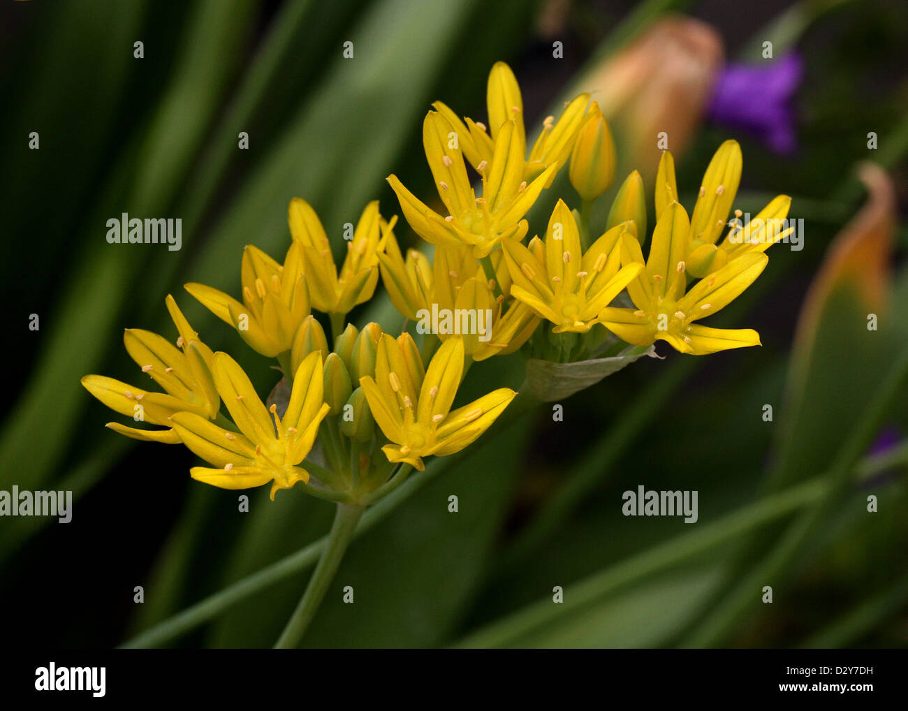 Goldene Knoblauch, Lily Leek, Moly, gelbe Knoblauch, gelbe Zwiebel, Allium Moly, Affodillgewächse. Süd und Nord Frankreich Mittel-, Ost ein Stockfoto