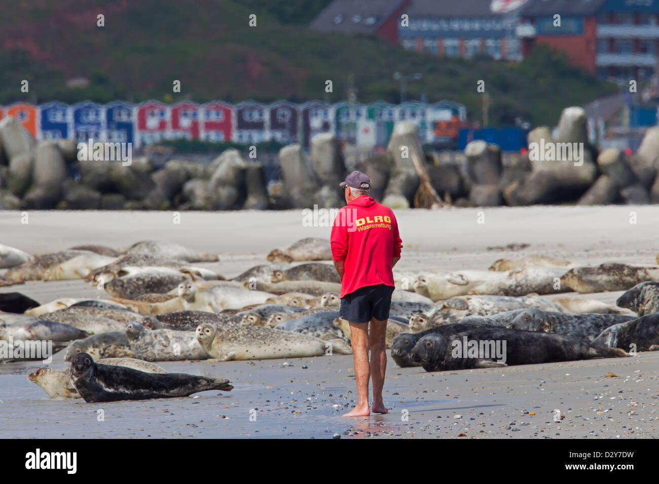Störung durch neugierige Touristen immer zu nah für Kegelrobben betrachten / grau (Halichoerus Grypus) Robbenkolonie am Strand Stockfoto