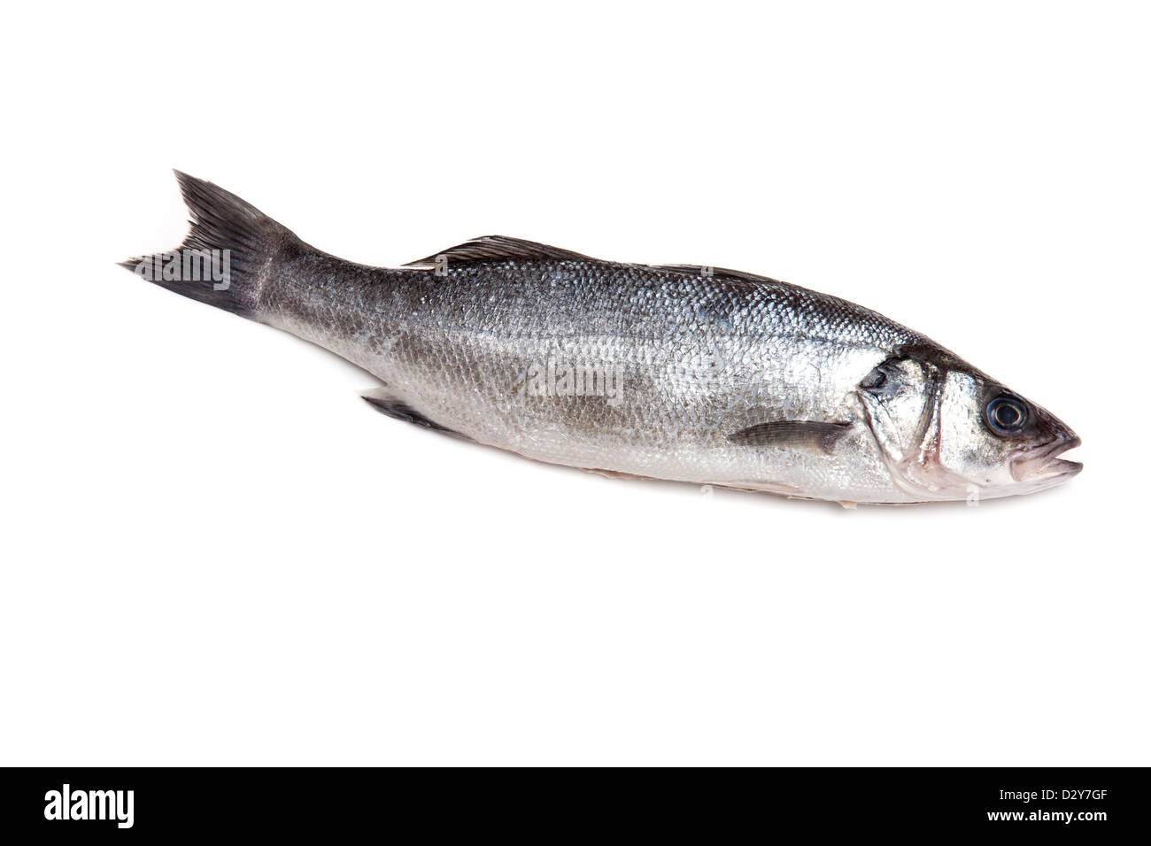 Wolfsbarsch Fisch isoliert auf einem weißen Studio-Hintergrund. Stockfoto