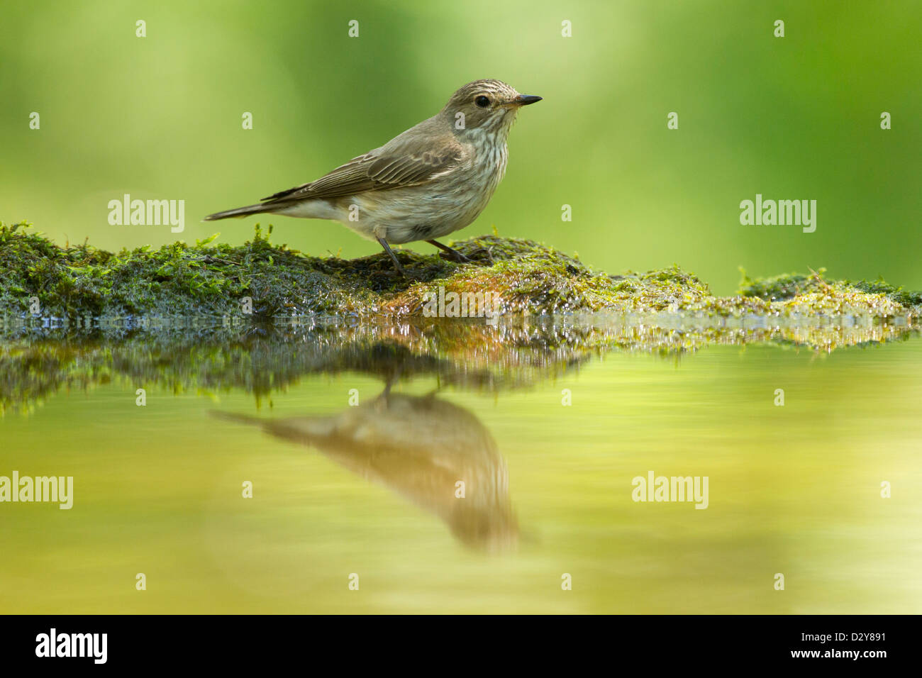 Einzelne Spotted Flycatcher Muscicapa Striata thront entlang moosigen Wald trinken pool Stockfoto