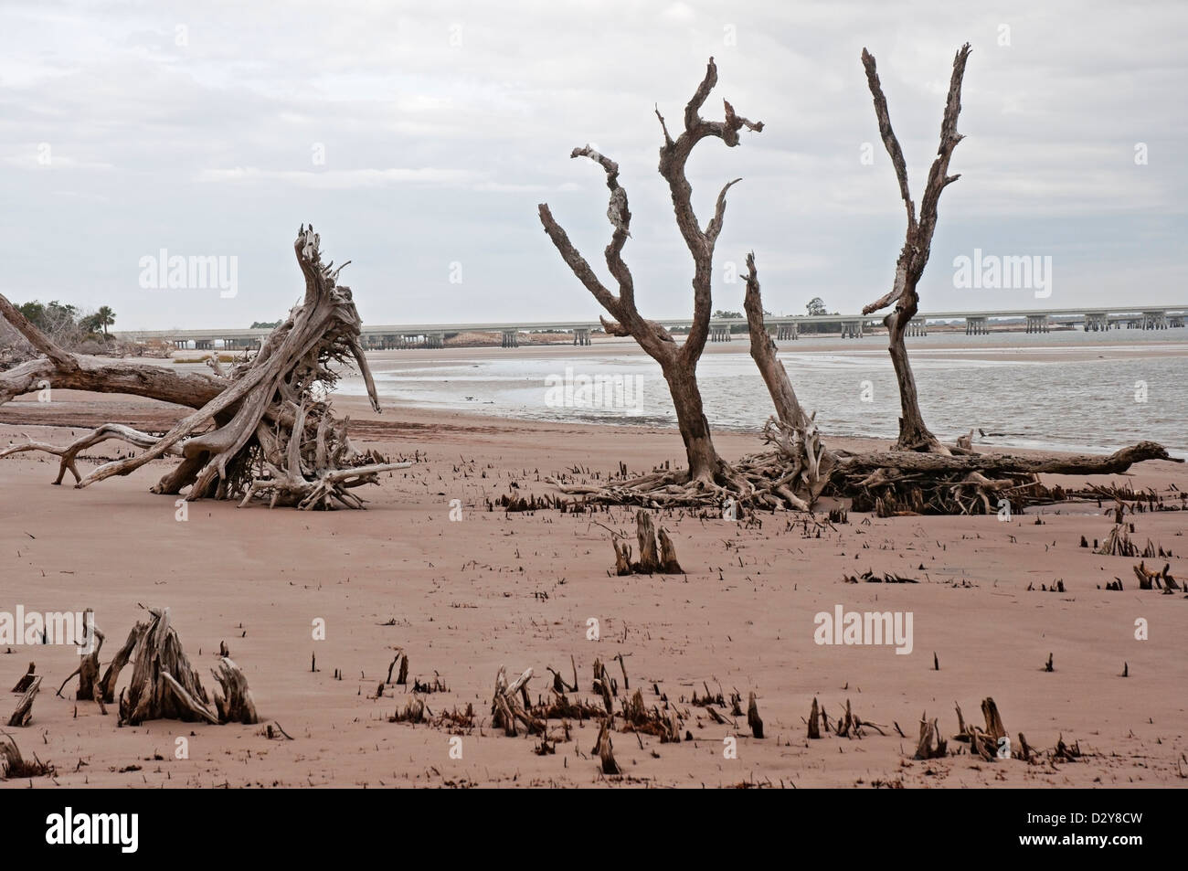 Boneyard Strand auf Big Talbot Island Florida entlang der atlantischen Küste berühmt für die Salz-washed Skelette von umgestürzten Bäumen. Stockfoto