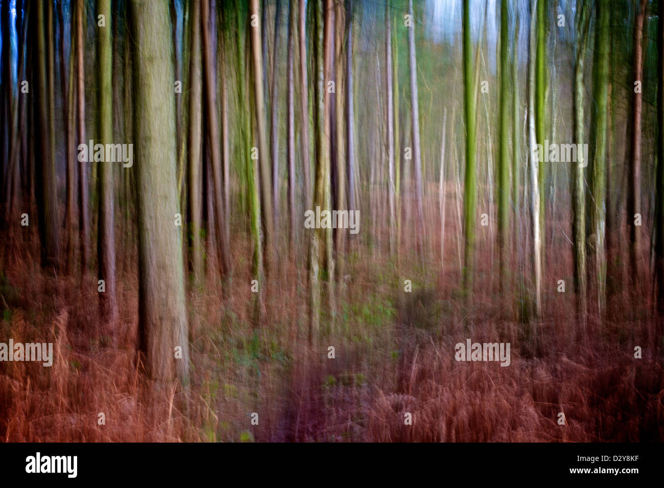 Abstrakte kreative Fotografie mit vertikalen Schwenk-Technik. Storeton Wald, Wirral, Merseyside, England, Vereinigtes Königreich. Stockfoto