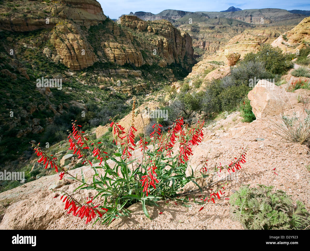 Feuerwerkskörper Penstemon (Penstemon eatonii) wächst neben der Apache Trail in den Superstition Mountains​, in der Nähe von Phoenix, Arizona Stockfoto