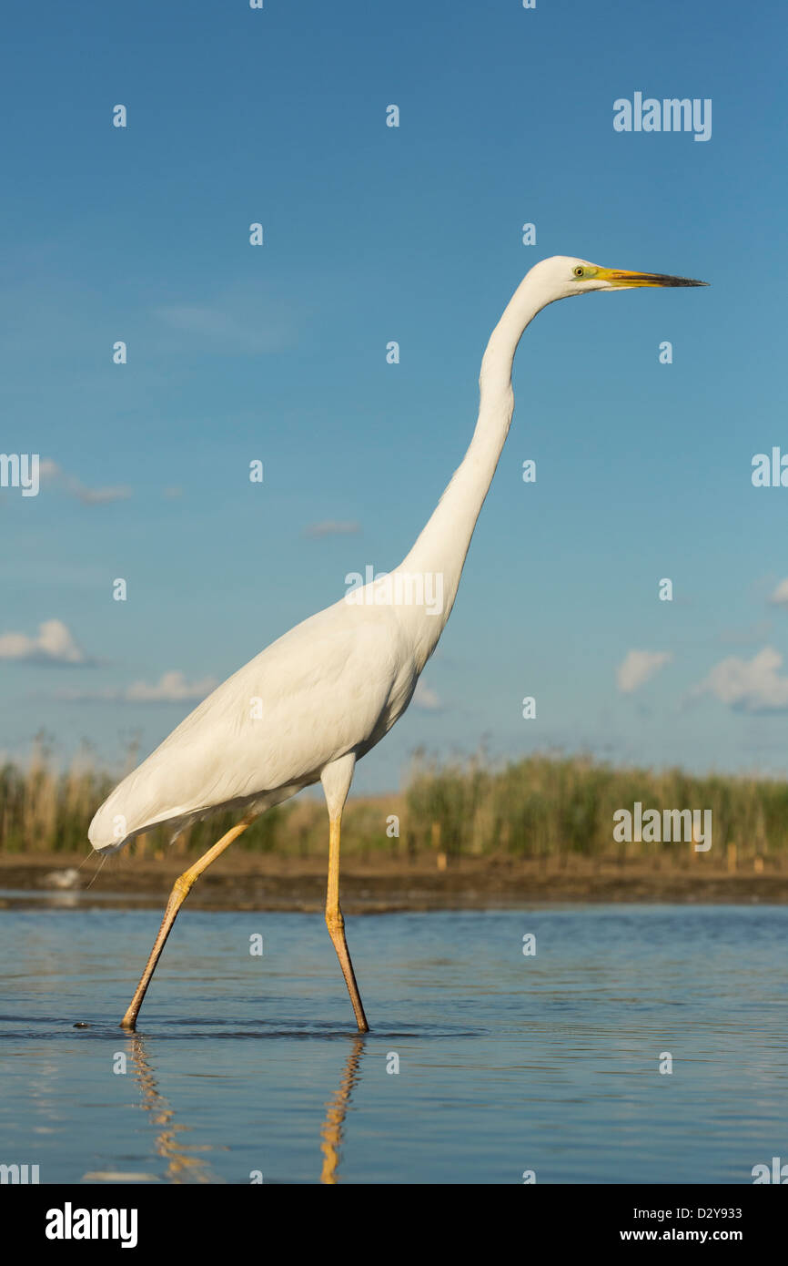 Große weiße Reiher Ardea Alba im flachen Wasser stehend Stockfoto