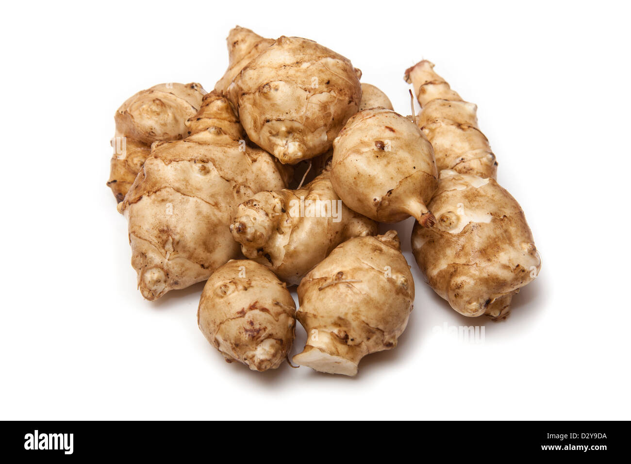 Topinambur (Helianthus Tuberosus) isoliert auf einem weißen Studio-Hintergrund. Stockfoto