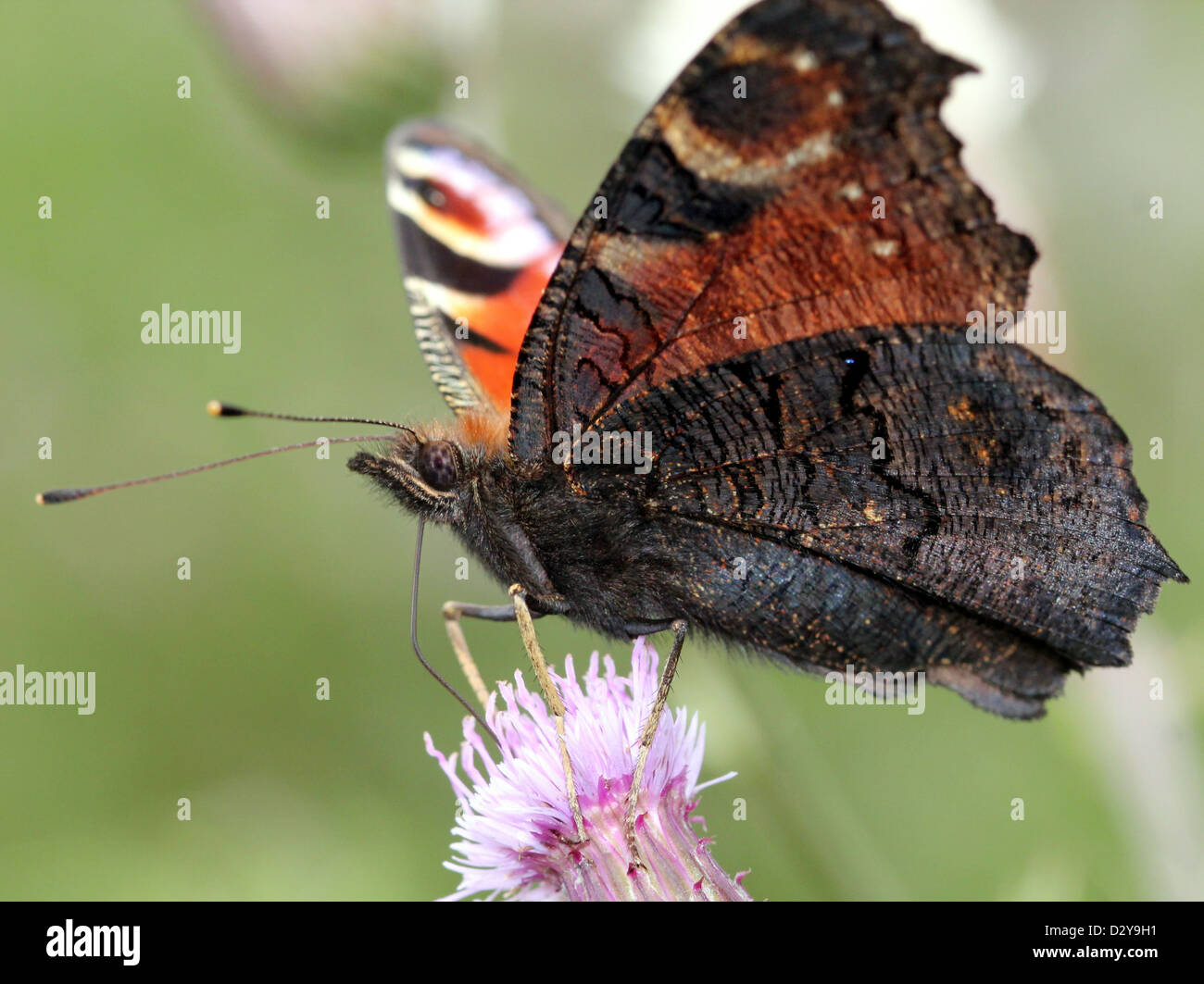 Europäischen gemeinsamen Peacock Butterfly (Inachis Io, Aglais Io) auf Nahrungssuche auf einer Distel Blume Stockfoto