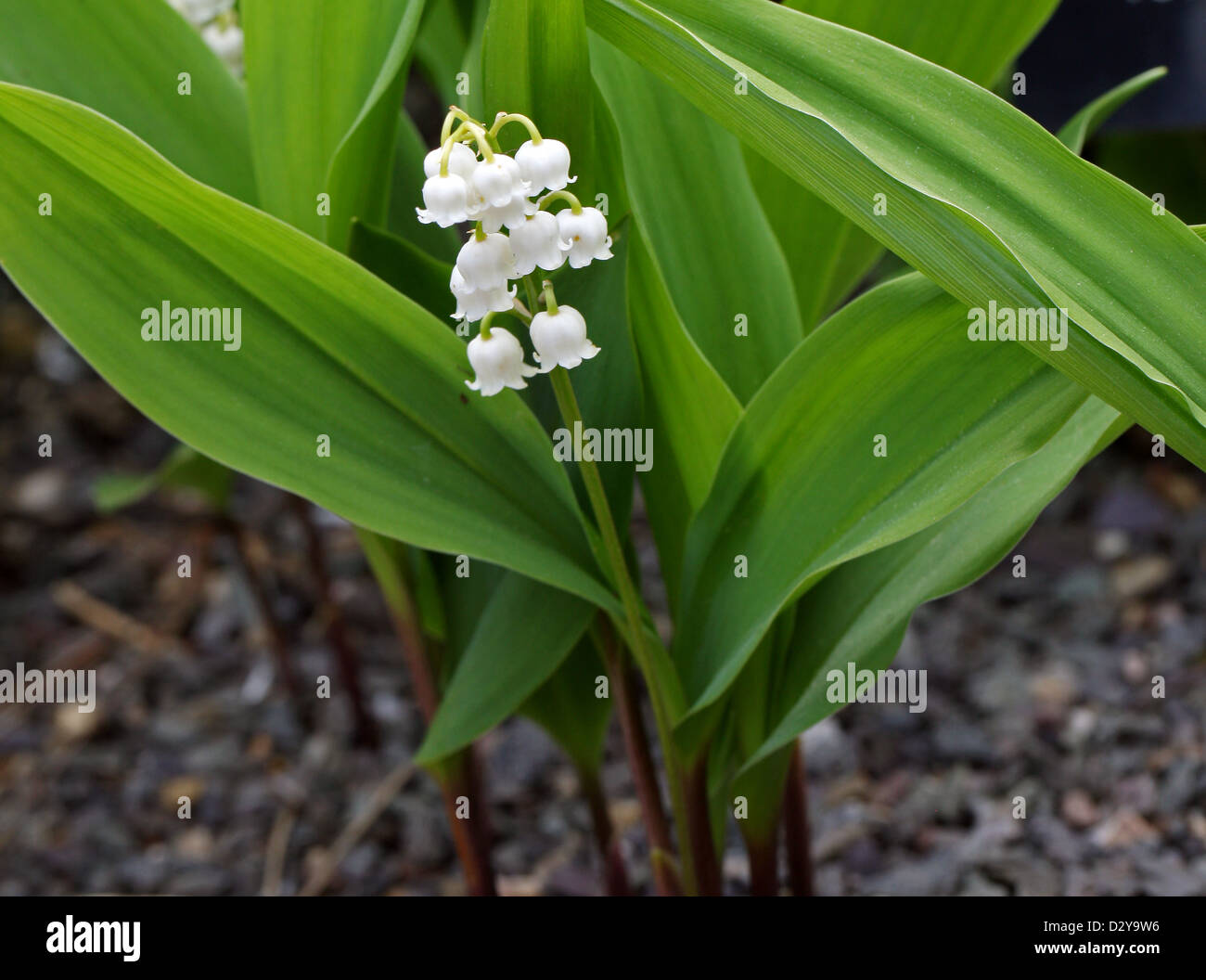 Lily Of The Valley, Convallariaarten Majalis Asparagaceae (Convalllariaceae). Europa, gemäßigten Asien. Eine giftige Blume Wald. Stockfoto