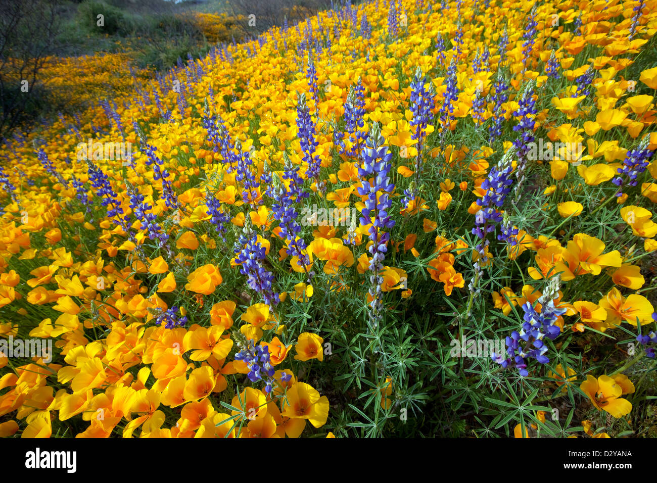 Frühlingsblumen, kalifornische Mohnblumen und Wüstenlupine blühen in der Sonoran Wüste, Tucson, Arizona Stockfoto