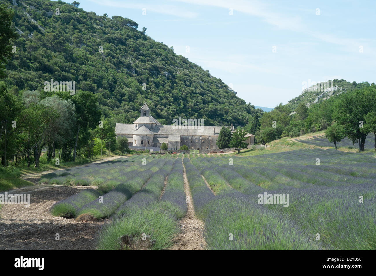 Abbaye de Sénanque in der Nähe von Gordes, Vaucluse, Frankreich Stockfoto