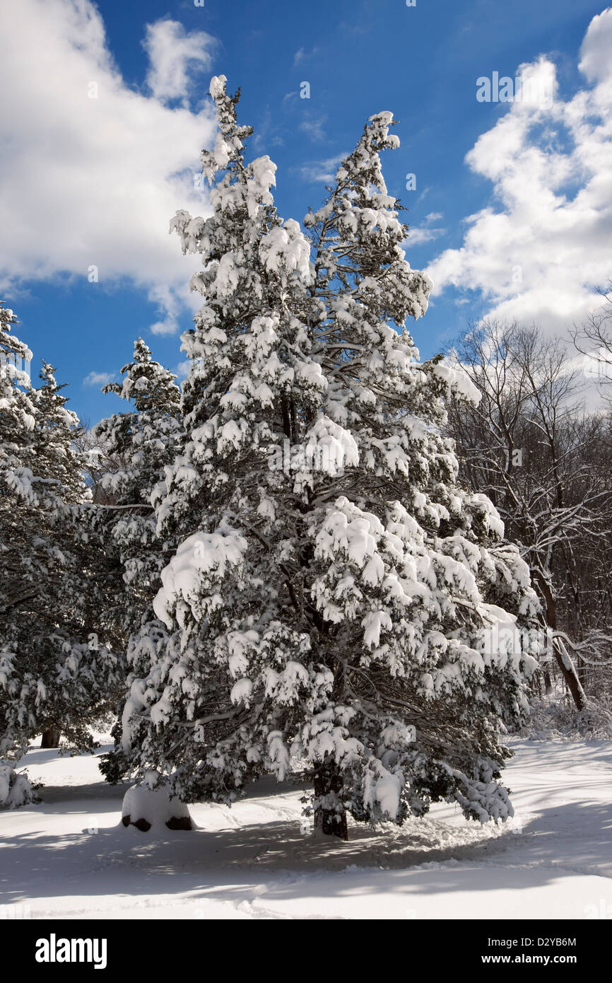 Schnee bedeckt Kiefer Baum, hohle Jockey National Historical Park in Morristown, New Jersey Stockfoto