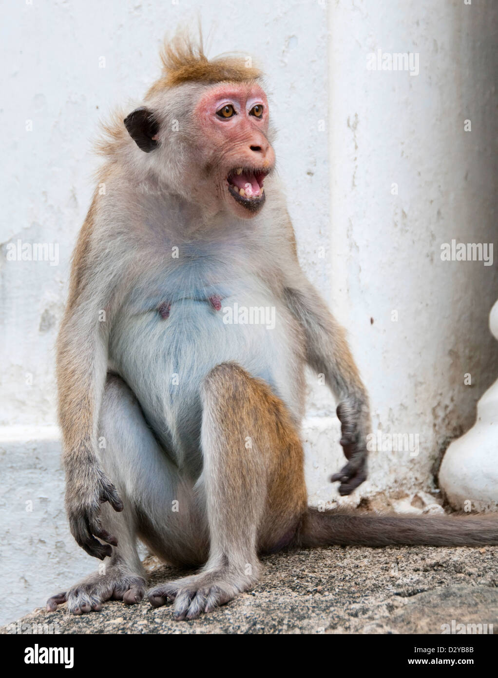 Porträt des wilden intelligente Affen mit intelligenten und sehr laut-Look, Sri Lanka Stockfoto