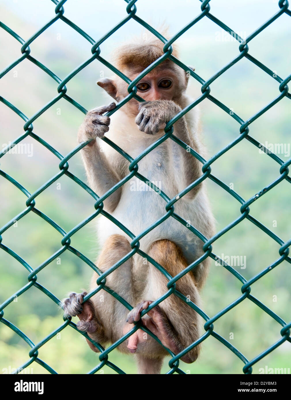 Porträt von wilden intelligente Affe mit clever und ruhigen Blick Stockfoto